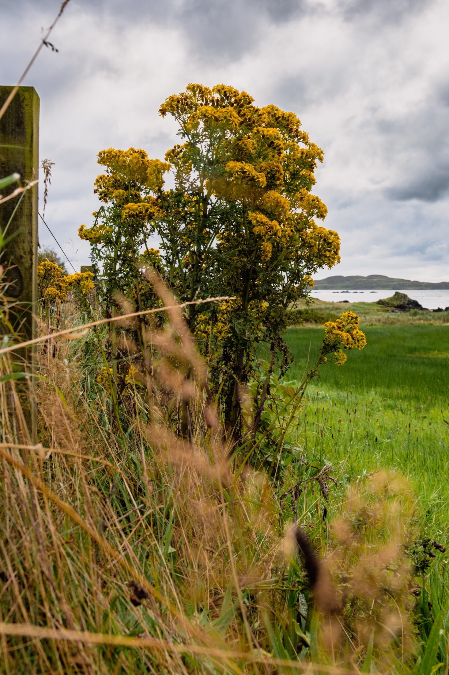 Islay photograph 6 of 30